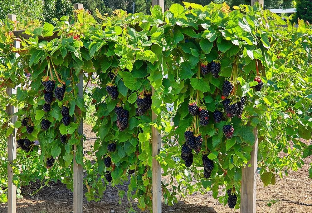 blackberry trellis