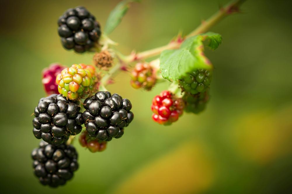 blackberry trellis