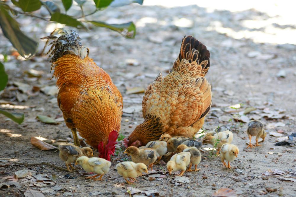 backyard chickens