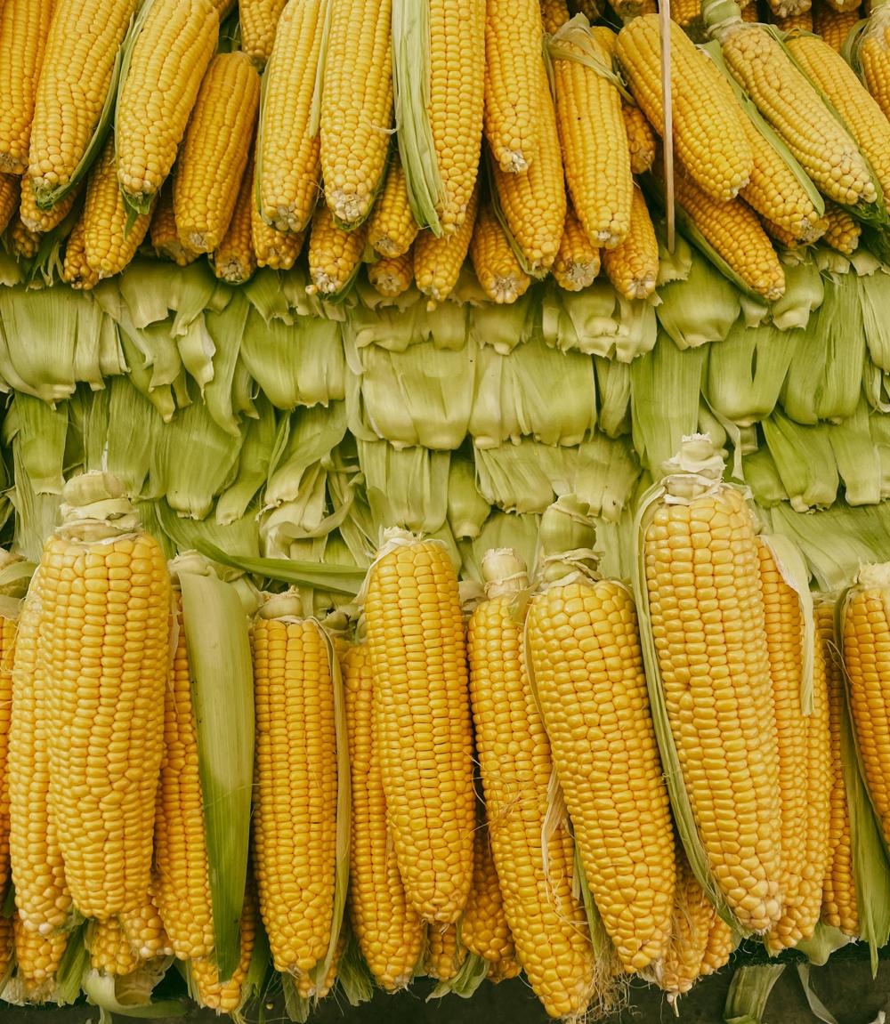 corn silage