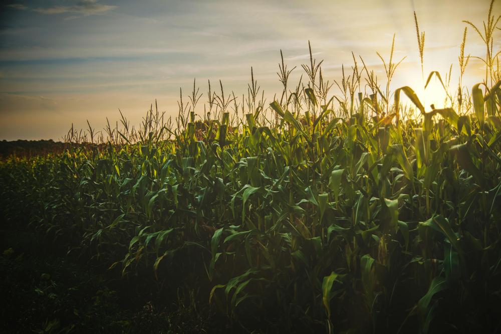 corn silage