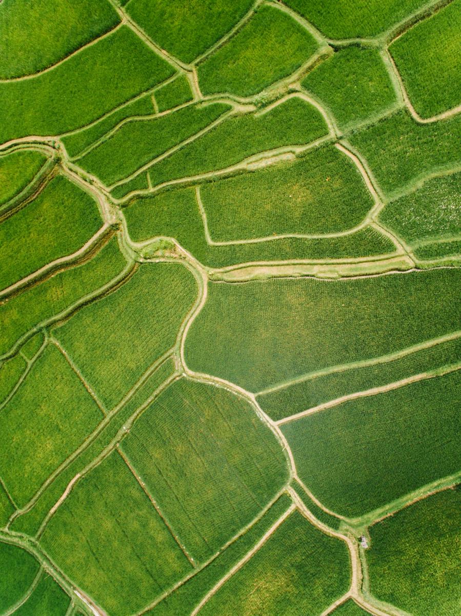 crop rotation