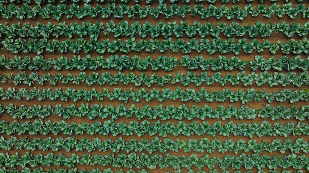 crop rotation