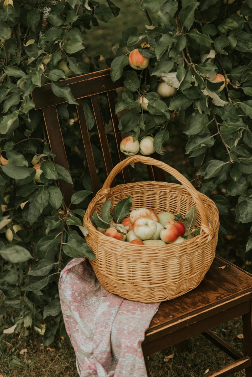 fruit orchard