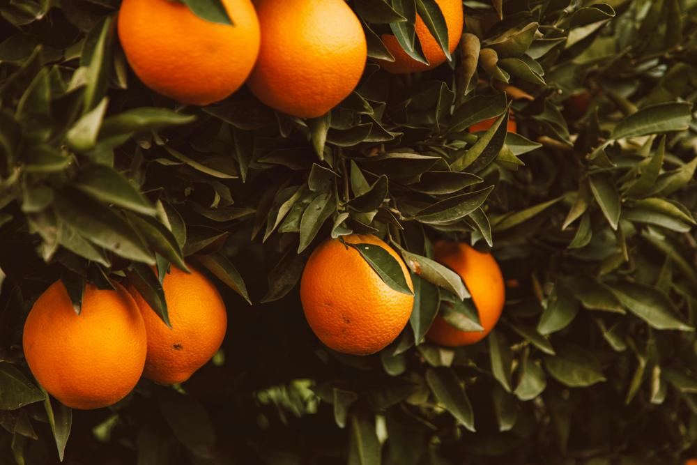 fruit orchard