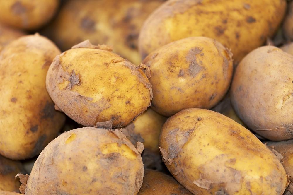 potato farming
