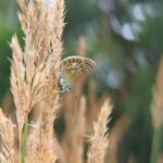 a butterfly on a plant