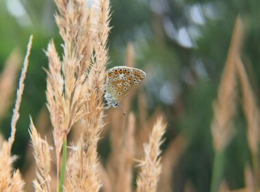 a butterfly on a plant