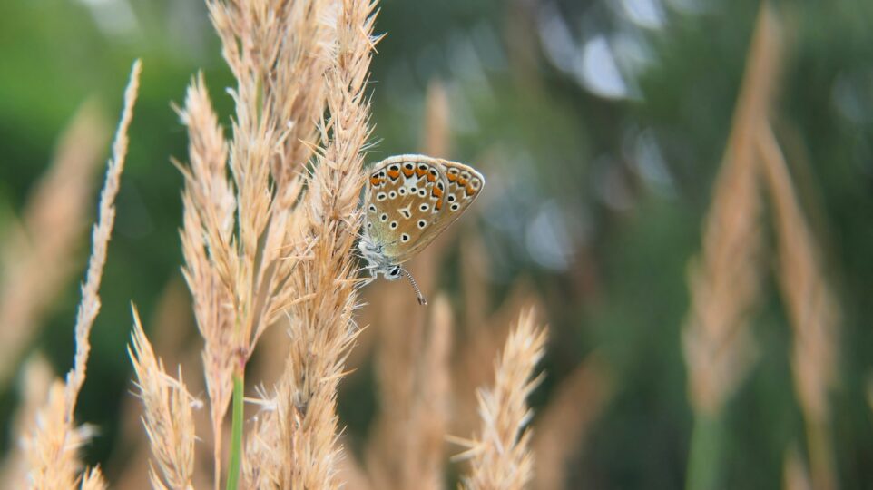 a butterfly on a plant